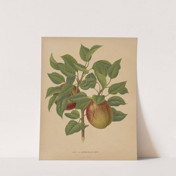 Nederlandsche flora en pomona Pl.75 (1879) by Abraham Jacobus Wendel