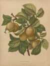 Nederlandsche flora en pomona Pl.77 (1879)