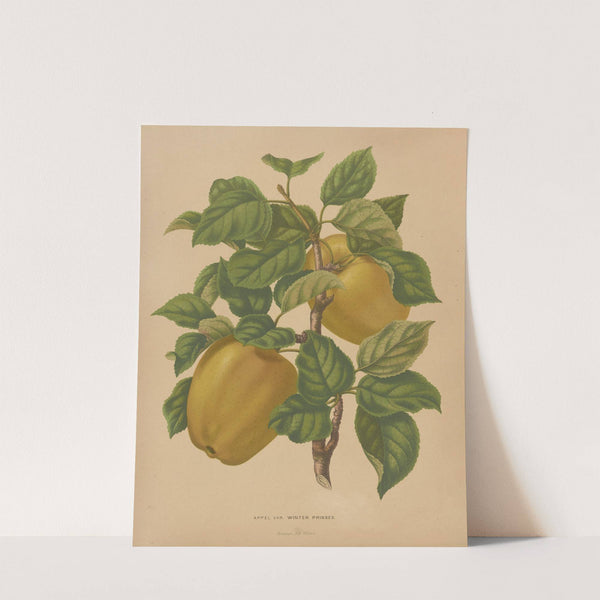 Nederlandsche flora en pomona Pl.79 (1879) by Abraham Jacobus Wendel