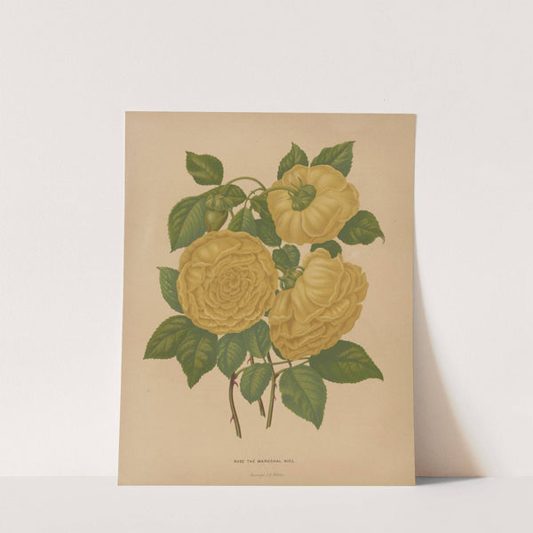 Nederlandsche flora en pomona Pl.80 (1879) by Abraham Jacobus Wendel