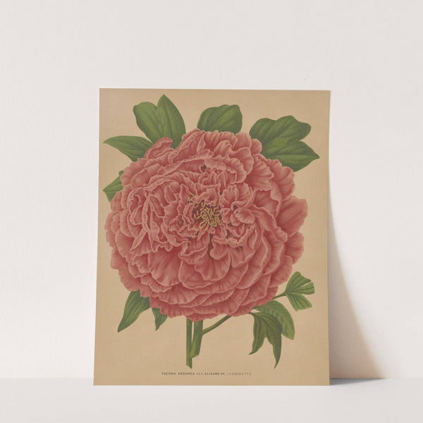 Nederlandsche flora en pomona Pl.81 (1879) by Abraham Jacobus Wendel