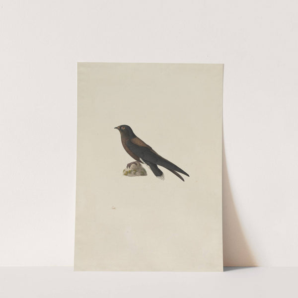 Needle-Tailed Swift (Hirundapus caudaculus) (1800s) by Paul Huet