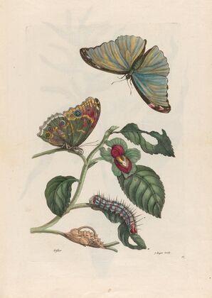 Neflier (1719)