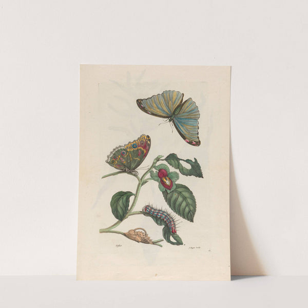 Neflier (1719) by Maria Sibylla Merian