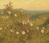 Neglected roses, Provence