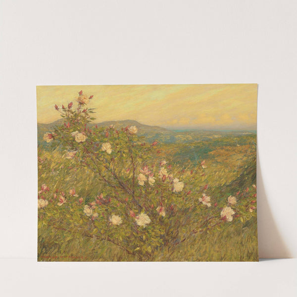 Neglected roses, Provence by Henry Herbert La Thangue