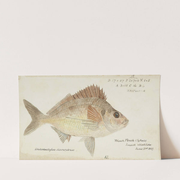 Nemadactylus macropterus (NZ) : Tarakihi (1867) by Frank Edward Clarke