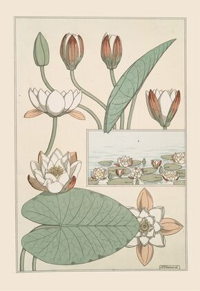 Nénuphar