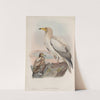 Neophron percnopterus. Egyptian Vulture. (1862-1873) by John Gould