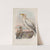 Neophron percnopterus. Egyptian Vulture. (1862-1873) by John Gould