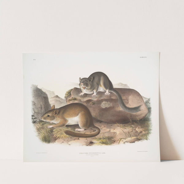 Neotoma Drummondii, Rocky Mountain Neotoma. Natural size. (1845-1848) by John Woodhouse Audubon