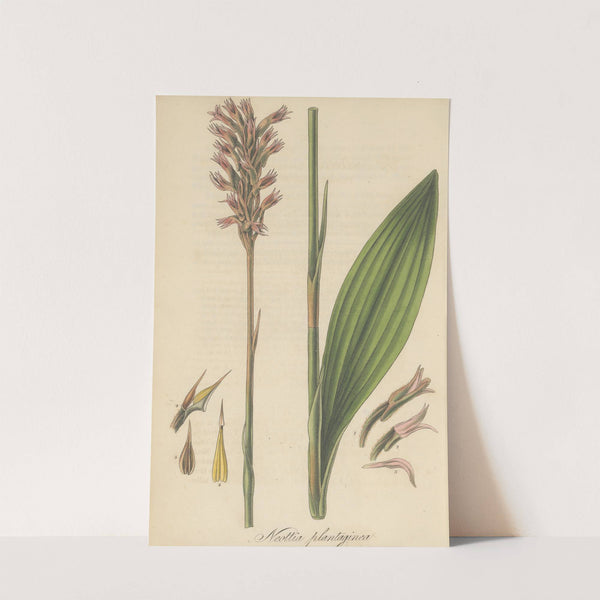 Neottia plantaginea by William Jackson Hooker