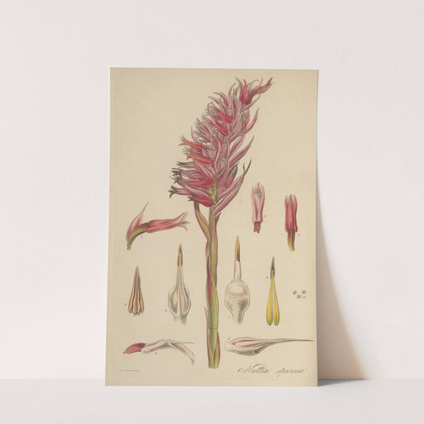 Neottia speciosa by William Jackson Hooker