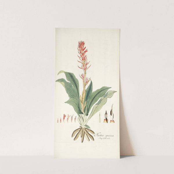 Neottia speciosa by Nikolaus Joseph Freiherr von Jacquin