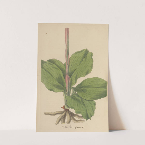 Neottia speciosa. by William Jackson Hooker