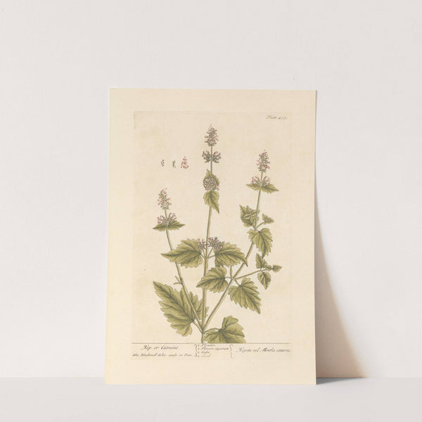 Nep or catmint by Elizabeth Blackwell