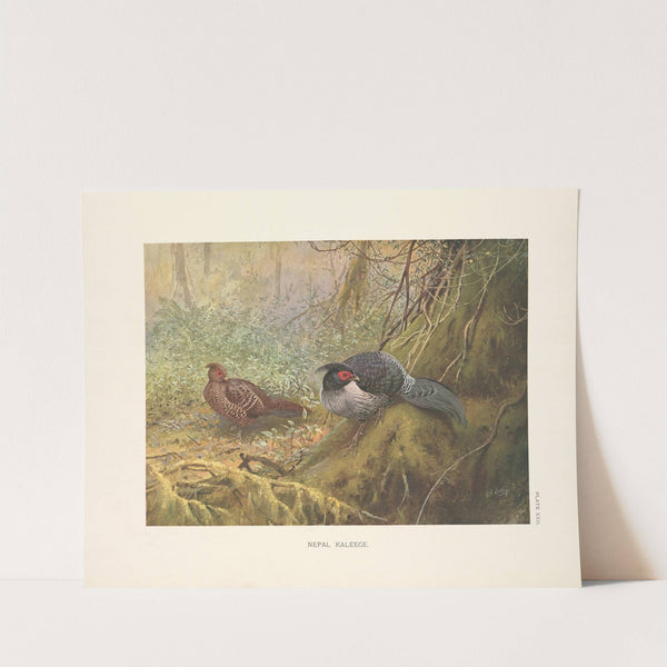 Nepal Kaleege (Gennaeus leucomelanus). (1918-1922) by George Edward Lodge