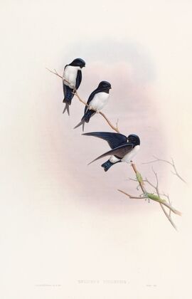 Nepal Martin-Swallow
