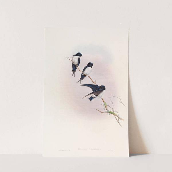 Nepal Martin-Swallow by John Gould