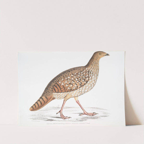 Nepaul Horned Pheasant, Satyra Nepaulensis. Female. by John Edward Gray