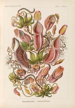 Nepenthaceae. – Kannenpflanzen