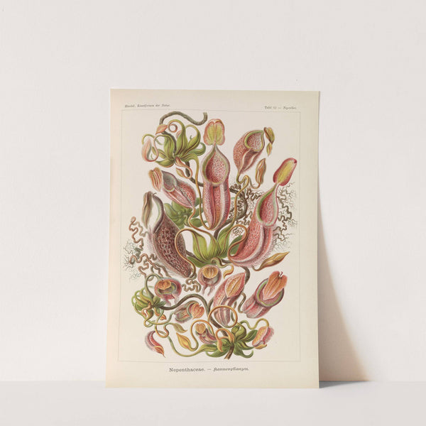 Nepenthaceae. - Kannenpflanzen by Ernst Haeckel