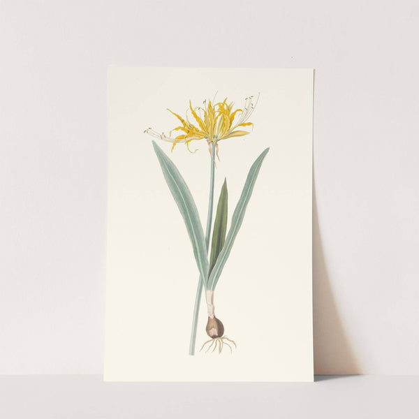 Nerine Aurea. by Priscilla Susan Bury