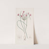 Nerine-leaved Caloscord by Sydenham Edwards