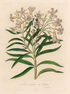 Nerium odorum var. lutuem (1818-1824)