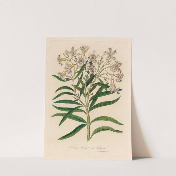 Nerium odorum var. lutuem (1818-1824) by Gaetano Savi