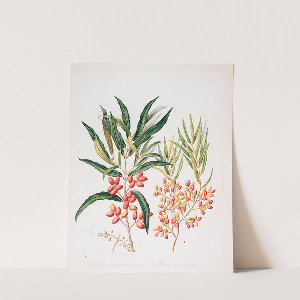 Nestegis lanceolata; N. montana by Sarah Featon