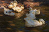 Neun Enten im Abendlicht (1910)