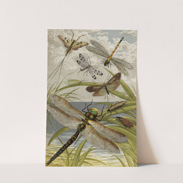 Neuroptera by William Houghton