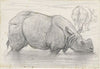 Neushoorn in het water