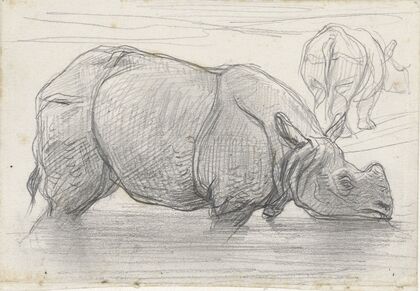 Neushoorn in het water