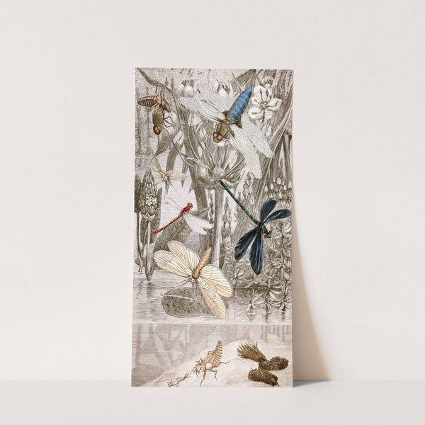 Nèvroptères Pl. IV by Jules Rothschild