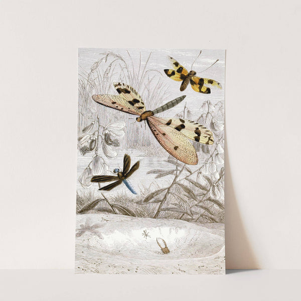 Nèvroptères Pl. V by Jules Rothschild