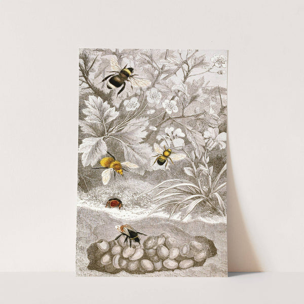 Nèvroptères Pl. VI by Jules Rothschild