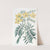 New Holland Cassia by Sydenham Edwards