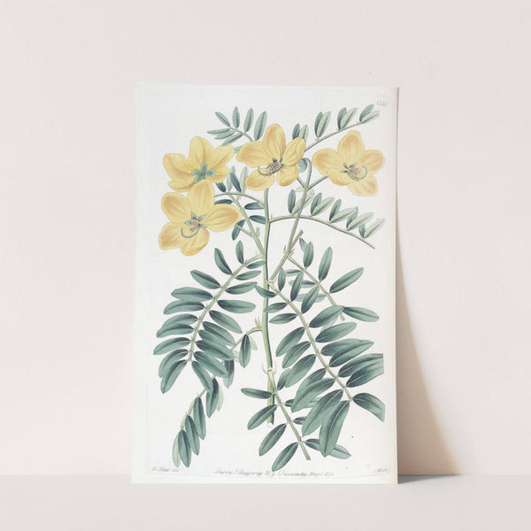 New Holland Cassia by Sydenham Edwards