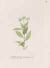 New Jersey tea, red root