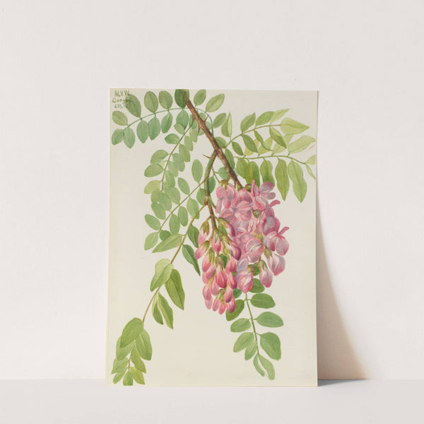 New Mexican Locust (Robinia neomexicana) (1938) by Mary Vaux Walcott