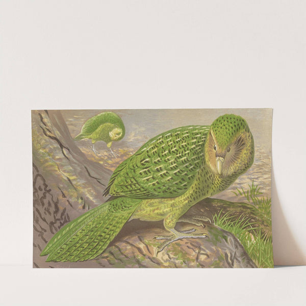 New Zealand Owl-Parrot by Thomas Waterman Wood