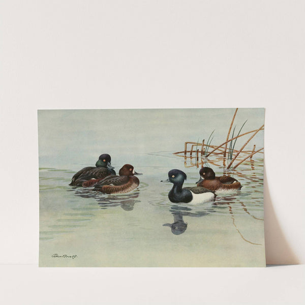 New Zealand Scaup, Tufted Duck (1922-1926) by Allan Brooks