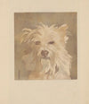 Nicolas ; (Tête de chien) (1897)