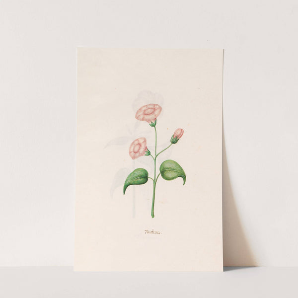 Nicotiana (1692) by Magdelena Rosina Funck