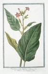 Nicotiana major latifolia – Tabacco – Nicotiane ou Tabac. (Tobacco)