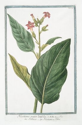 Nicotiana major latifolia – Tabacco – Nicotiane ou Tabac. (Tobacco)
