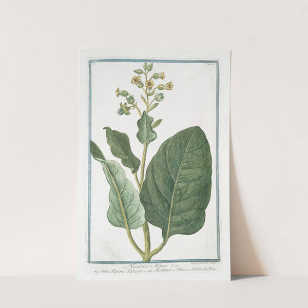 Nicotiana Minor - Erba Regina Tabacco - Nicotiane, ou Tabac, ou Herbe à la Rhine. (Tobacco) by Giorgio Bonelli