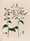 Nicotiana, Tobacco (1799–1810)